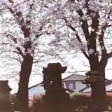 もう見れない桜