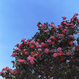 椿