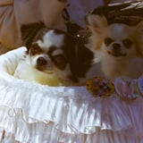 チワワ