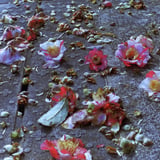 花のあと