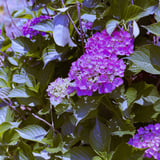 早めの紫陽花