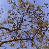 木蓮