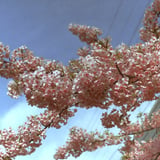 河津桜