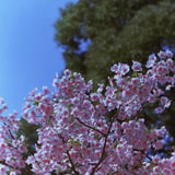 警固神社の河津桜