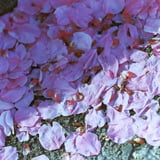 花のあと