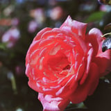 薔薇