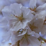 今年の桜
