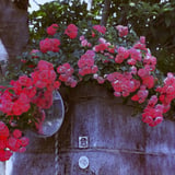 極彩色の薔薇