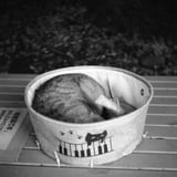 まるまる猫さま