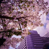 sakura