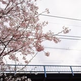 大岡川さくら