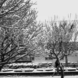 雪の横浜