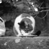 保護猫活動さんから