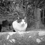 なかよしねこさま