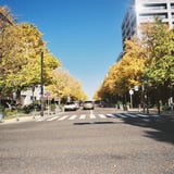日本大通りのいちょう並木