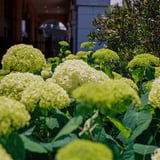 紫陽花散策