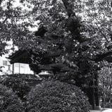 興福寺