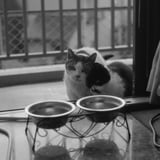 襲撃ねこさま