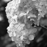 紫陽花