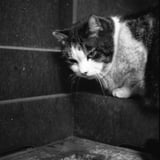 不貞腐れたねこさま