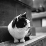 なかよしまち猫さま