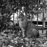 散歩中のすましたねこさま