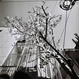 桜と螺旋階段