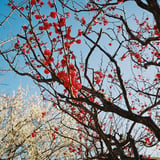紅梅・白梅