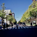 山下公園いちょう並木
