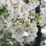 花に寄って