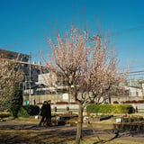 観梅