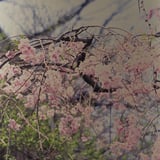 外堀のさくら