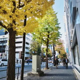 いちょう散策