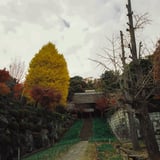 横浜 秋 巡り