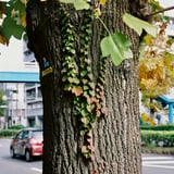 色づく途中