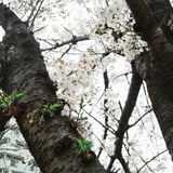 平沼高校・・・かな