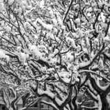 雪の梅