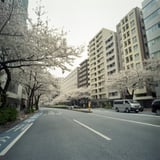明治通り