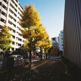 いちょう散策