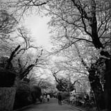 掃部山公園