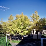 山下公園いちょう並木