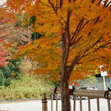 横浜もみじお寺めぐり