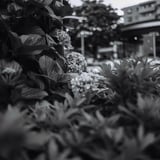 ISO50で散策