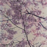 ご近所さくら散策