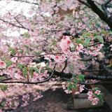 さくら、葉桜