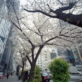 渋谷橋からの明治通り並木