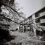 廃墟と桜