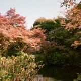 池田山公園でもみじ