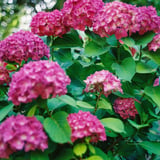 紫陽花散策