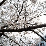 大岡川